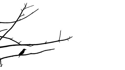 silhouette of alone bird on death tree branch isolated on white background