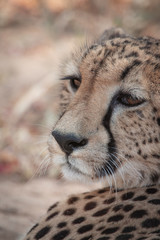 Chill Cheetah