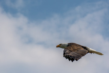 eagle flying