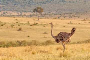 Fototapeta premium Side profile of female ostrich standing in dry grass in open plain at Masai Mara National Reserve, Kenya