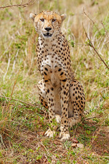 Cheetah sitting and looking straight at the camera at Masai Mara National Reserve, Kenya
