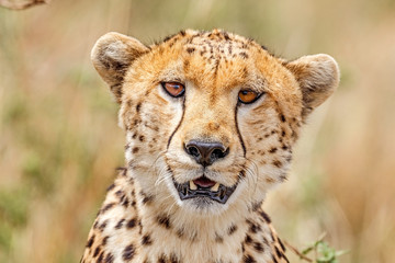 Closeup portrait of Cheetah face looking at the camera