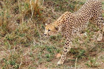 Cheetah standing ready to hunt at Masai Mara National Reserve, Kenya