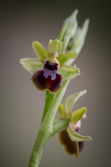 ophrys passionis