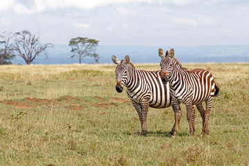 Pair of Plains Zebras standing next to each other on a gassy plain at Lake Nakuru National Park, Kenya