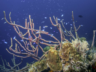 Caribbean coral reef
