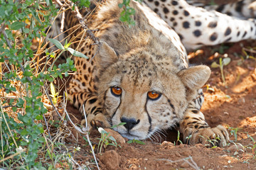 Naklejka na ściany i meble Young cheetah lying on the ground looking ahead at Samburu National Reserve, Kenya