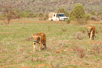 Two lionesses walking towards the camera with safari vehicle in the background at Samburu National Reserve, Kenya