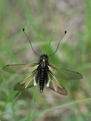 Libelloides hispanicus