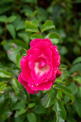 Small Pink Rose Flower Amidst Green Leaves