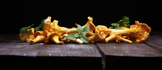 Raw wild chanterelle mushrooms. Composition with wild mushrooms