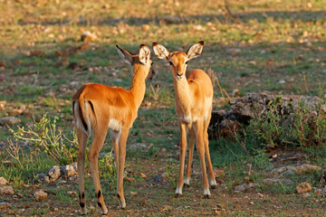 Two young impalas standing on grass in the morning sunlight with one looking at the camera