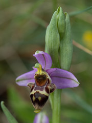 Ophrys scolopax