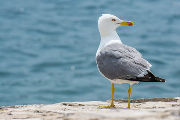 seagull looking to the right