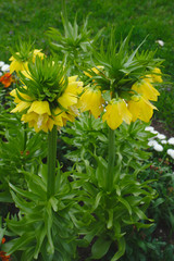 fritillaire impériale (Fritillaria imperialis) au jardin Lecoq à Clermont-Ferrand, France