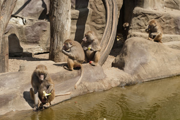 pawiany w zoo © iwona666