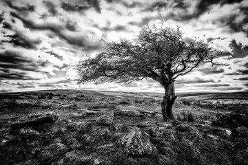 Dartmoor tree devon england uk 