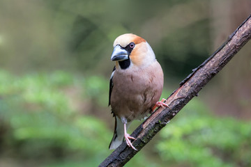 Hawfinch male on a branch in the forest of Noord Brabant in the Netherlands