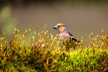 Hawfinch male in the forest of Noord Brabant in the Netherlands