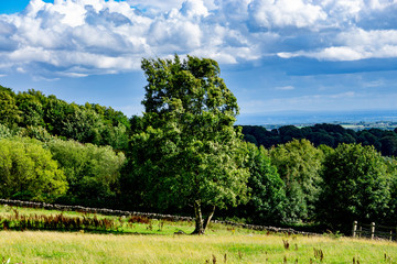Single tree in the middle of a field beneath a cloudy sky