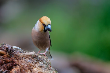 Hawfinch male in the forest of Noord Brabant in the Netherlands