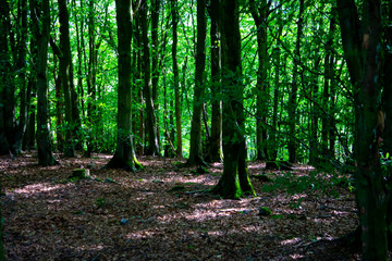 Lush woodland with vibrant foliage
