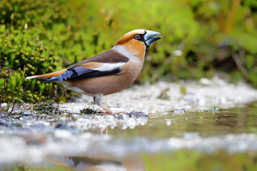 Hawfinch male drinking in the forest of Noord Brabant in the Netherlands