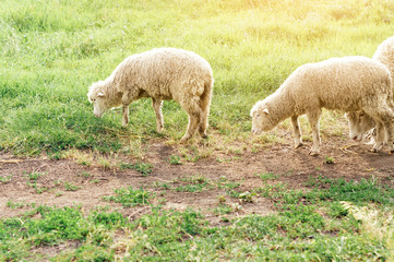 Obraz na płótnie Canvas flock of sheep on the farm.