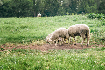Obraz na płótnie Canvas flock of sheep on the farm.
