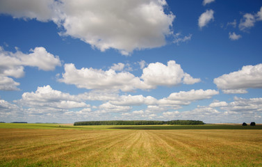 Fototapeta na wymiar summer landscape with white clouds above the field