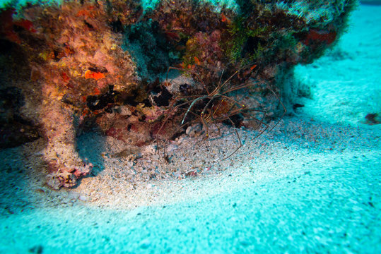 Sea spider