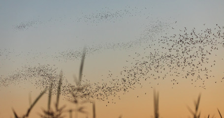 Bats flying at dusk and making a Z pattern