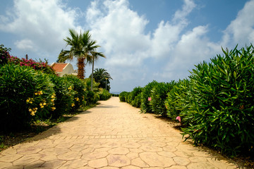 Obraz premium Trail to the sea between the green shrub