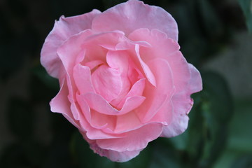 La rose