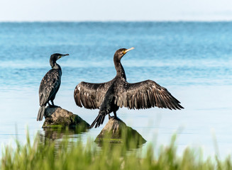 Two big black birds cormorants sit, spreading wings, on rocks on the water on a sunny summer day. Ukraine, Kakhovka Reservoir Beautiful Natural Background. landscape