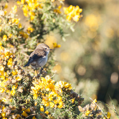 oiseau tec tec sur branches