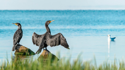 Two big black birds cormorants sit, spreading wings, on rocks on the water on a sunny summer day. Ukraine, Kakhovka Reservoir Beautiful Natural Background