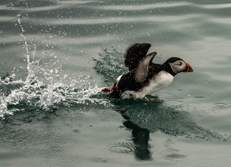 Puffin Out from the Sea
