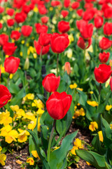 Obraz na płótnie Canvas Red and Yellow Tulips