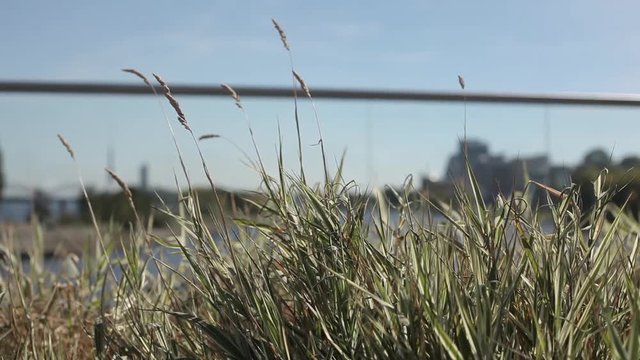 Green and Yellow ears of grass swaying in the wind in the sunny field ner the river