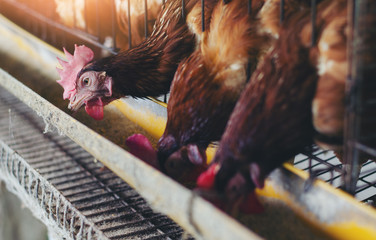 Close-Up Of Rooster In Cage Livestock  in  industrial farm