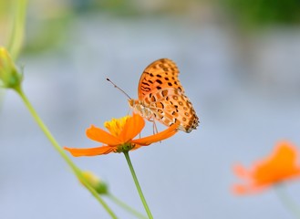 キバナコスモスの蜜を吸うオスのツマグロヒョウモン