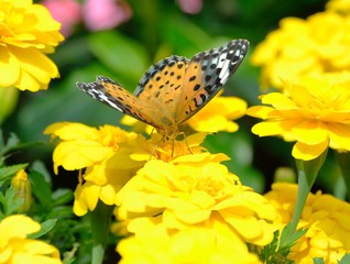 マリーゴールドの蜜を吸うメスのツマグロヒョウモン