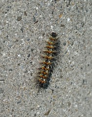 蛾のクワゴマダラヒトリの幼虫