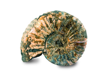 Petrified shell isolated on white background. Clipping path.