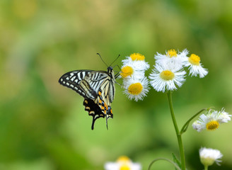 花の蜜を吸うナミアゲハ