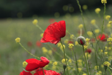 Poppies bloom in the field in the spring