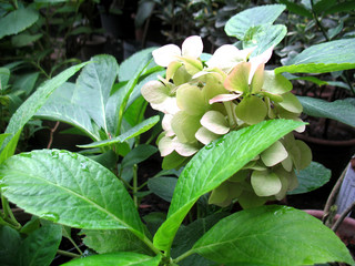 Obraz premium white blossoming