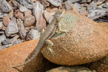 Lagartixa Tomando Sol