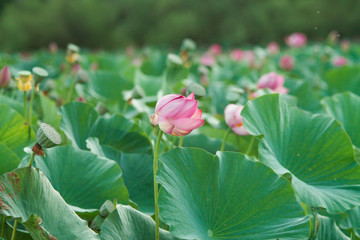 lots of lotus bushes in a pond